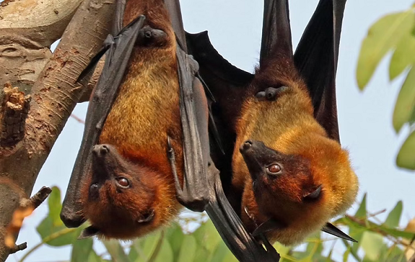 Ngoài ra, chúng cũng thường uống mật hoa. Tại Philippines, gần như mọi loài dơi quạ đều bị đe dọa do mất môi trường sống hoặc bị con người săn bắt làm thức ăn.