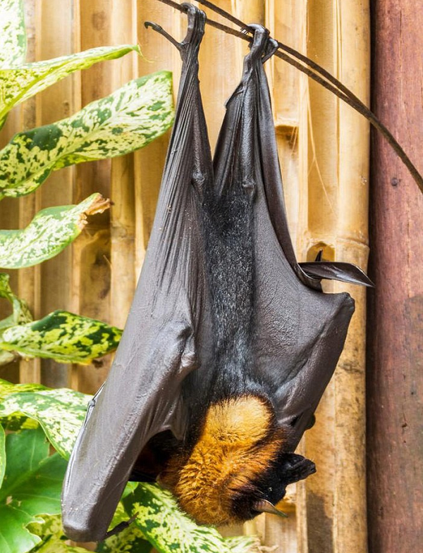 Giống như tất cả các loài dơi, loài dơi khổng lồ này sống trên cây với móng vuốt sắc nhọn và ngủ trong tư thế treo ngược.