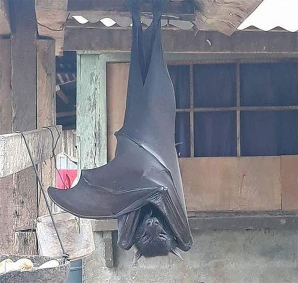 Bức ảnh con dơi khổng lồ vô cùng đáng sợ nhanh chóng gây sốt mạng. Từ góc chụp đặc biệt, con dơi có vẻ to cỡ một người lớn, nhưng trên thực tế nó không lớn như vậy.