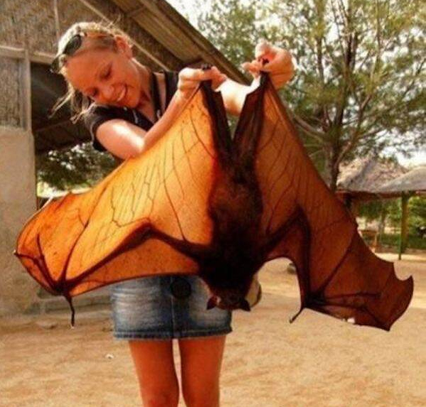 Loài dơi cáo bay vương miện vàng khổng lồ hiện đang được bảo vệ bởi công ước quốc tế và nằm trong danh sách các loài động vật hoang dã có nguy cơ tuyệt chủng.