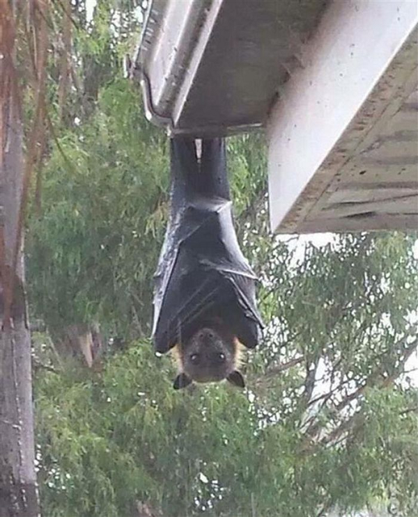 Những con dơi quạ lớn nhất có sải cánh 1,7 mét nhưng cơ thể chúng khá nhỏ, chỉ dài khoảng 30 cm. Trong ảnh là loài dơi có nguồn gốc từ Philippines, được gọi là dơi vương miện vàng (Acerodon jubatus).