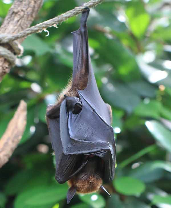 Những con dơi này dành phần lớn thời gian trong ngày để ngủ vì chúng cũng sống về đêm như những loài dơi khác.