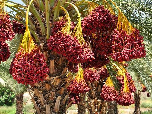 Cây chà là là cây có từ rất đâu đời, thuộc họ hàng của cau, tên khoa học là Phoenix loureiri. Loại cây này được trồng nhiều trên các sa mạc hoặc tại các ốc đảo khu vực Trung Đông, trong đó có Dubai.