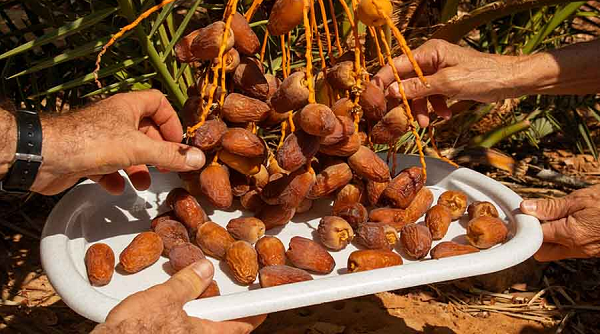 Không chỉ giàu chất xơ thiên nhiên, chà là còn là một nguồn vitamin A, B, K, khoáng tố vi lượng, chất béo. Chất xơ và các vitamin rất quan trọng cho sức khỏe con người và hoạt động của hệ tiêu hóa, đặc biệt là ruột.