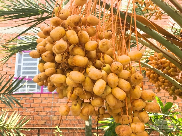 Do nguồn cây chà là trồng sẵn có, dễ tìm thấy giữa sa mạc, lại có hương vị ngon, chà là được người dân Dubai quý như vàng. Ngoài ra, thân và lá chà là cũng được tận dụng để xây dựng nơi trú ẩn.