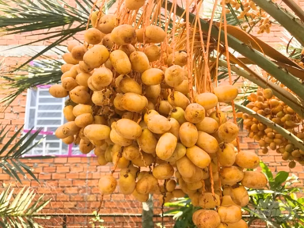 Do nguồn cây chà là trồng sẵn có, dễ tìm thấy giữa sa mạc, lại có hương vị ngon, chà là được người dân Dubai quý như vàng. Ngoài ra, thân và lá chà là cũng được tận dụng để xây dựng nơi trú ẩn.