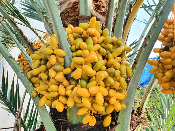 Cây chà là có tốc độ sinh trưởng phát triển khá chậm. Tuy nhiên khi được trồng tại khu vực có môi trường có nhiều ánh sáng thì cây lại phát triển cực tốt.