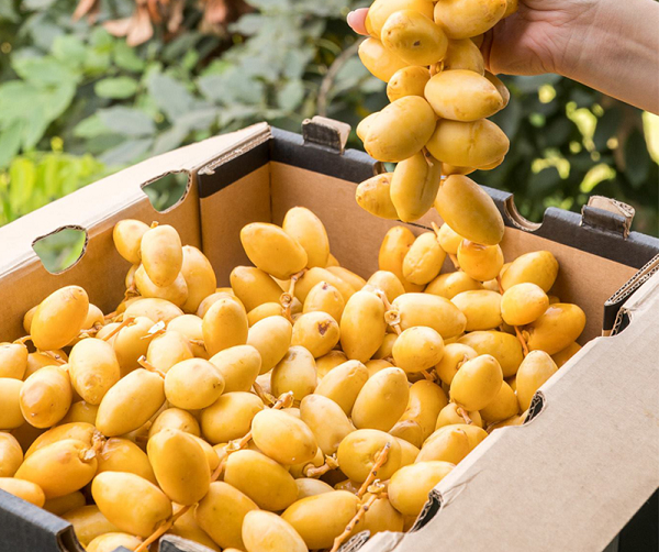 Theo các chuyên gia dinh dưỡng, mỗi ngày ăn 2 - 3 trái chà là sẽ rất có ích cho sức khoẻ. Chà là giàu vitamin và các khoáng chất có ích, lượng đường có trong chà là cũng là đường tốt cho cơ thể.