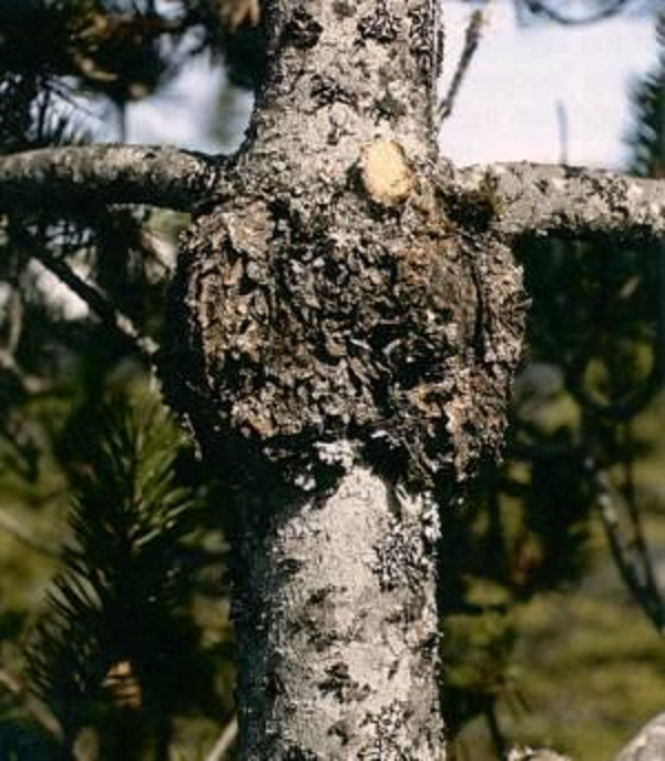 Nốt thông có thể được dùng làm thuốc có vị đắng, tính ấm, có tác dụng kinh gan, kinh tỳ, chữa bệnh viêm ở người.