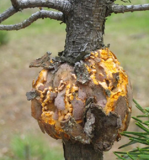 Khi đến nhà, con trai của lão nông và những người hàng xóm vô cùng sửng sốt khi nhìn thấy khúc gỗ mục kỳ lạ mà ông mang về. Họ phát hiện đây không phải là khúc gỗ mục bình thường mà cực quý giá.