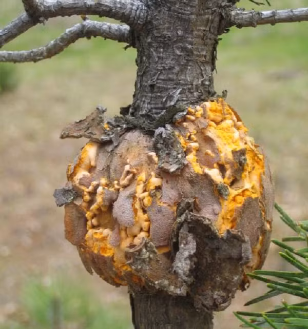 Khi đến nhà, con trai của lão nông và những người hàng xóm vô cùng sửng sốt khi nhìn thấy khúc gỗ mục kỳ lạ mà ông mang về. Họ phát hiện đây không phải là khúc gỗ mục bình thường mà cực quý giá.