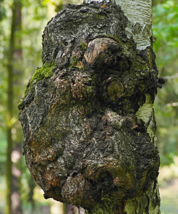 Mặc dù nhìn bề mặt của nó hơi mục nát nhưng thực ra bên trong vẫn còn tốt. Kích thước nốt thông này lớn như vậy chứng tỏ thân cây đã bị mục nát vì bị nó hút hết chất dinh dưỡng.