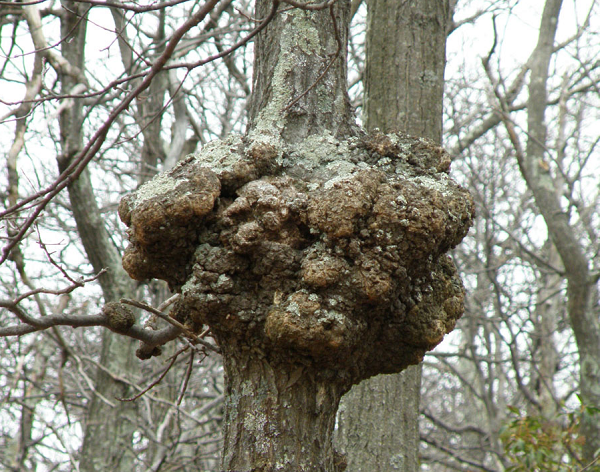 Nguyên nhân sẹo cây có thể được chia thành hai loại: Tổn thương ngoại lực và nhiễm trùng do vi khuẩn. Sau khi tác động ngoại lực, cây bị gãy và gây ra tình trạng thiếu dinh dưỡng cục bộ, từ đó dẫn đến hình thành các mô giống như khối u.