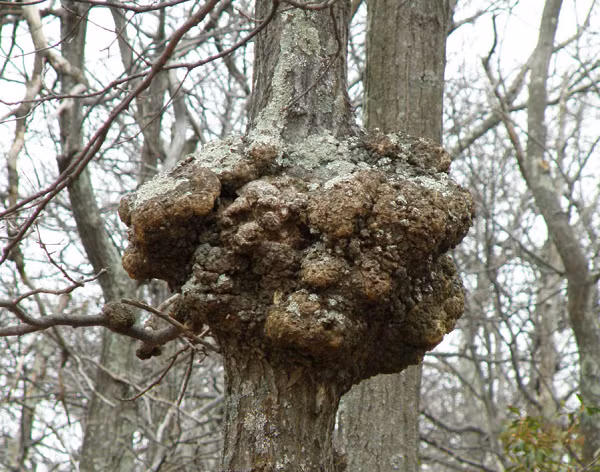 Nguyên nhân sẹo cây có thể được chia thành hai loại: Tổn thương ngoại lực và nhiễm trùng do vi khuẩn. Sau khi tác động ngoại lực, cây bị gãy và gây ra tình trạng thiếu dinh dưỡng cục bộ, từ đó dẫn đến hình thành các mô giống như khối u.
