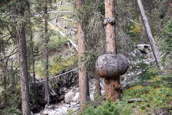 Nhựa thông cũng có tác dụng chữa bệnh phát ban do nóng trong người rất tốt. Ngoài ra cũng có thể bôi trực tiếp nhựa thông lên bộ phận bị chàm, sử dụng 2-3 lần/ngày, các triệu chứng của bệnh chàm sẽ thuyên giảm rõ rệt.