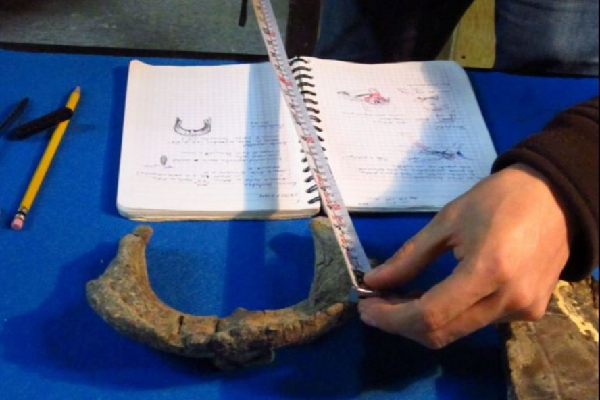 Viện Nhân chủng học và Lịch sử Quốc gia Mexico (INAH) sau khi phục hồi được 80% hộp sọ hóa thạch từ 72 triệu năm trước, các nhà khoa học đã xác định được một loài khủng long mới.