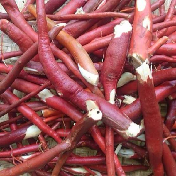 Theo Đông y, sâm cau có vị cay, hơi mặn, tính ấm, hơi có độc, có tác dụng bổ thận, cường dương, ôn trung, chống ứ, mạnh gân cốt, ổn định chức năng tiêu hóa, kích thích ham muốn tình dục.