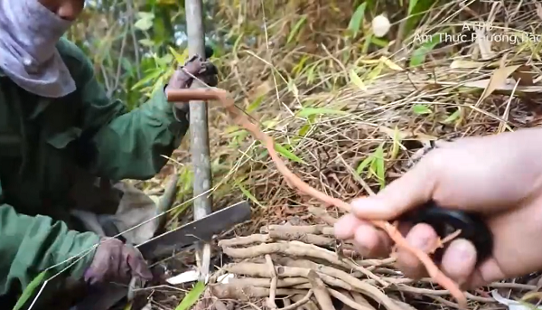 Thân rễ của sâm cau hình trụ dài, mọc thẳng, dạng cỏ to bằng ngón tay, có nhiều rễ phụ, vỏ ngoài thô màu nâu.