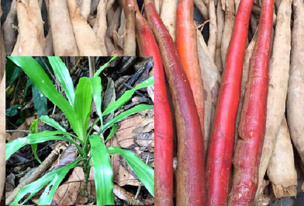 Nhờ đó, sâm cau có thể dùng để điều trị liệt dương, yếu sinh lý, suy nhược thần kinh, phong thấp, hen suyễn, lậu, tiêu chảy, nhức mởi xương khớp, loãng xương, suy nhược thần kinh, tử cung lạnh và điều hòa kinh nguyệt ở phụ nữ.