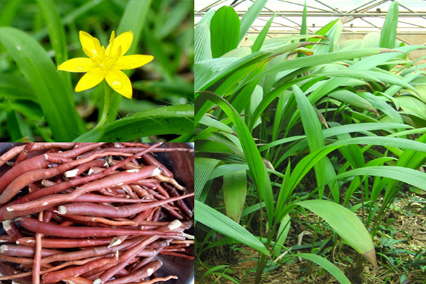 Loài cây này có đặc tính ưa ẩm, ưa sáng và có thể hơi chịu bóng, chúng thường mọc ở nơi đất màu mỡ. Tại Việt Nam, sâm cau chủ yếu phân bố rải rác ở các tỉnh vùng núi, từ Lai Châu, Tuyên Quang, Cao Bằng, Sơn La tới Hòa Bình.