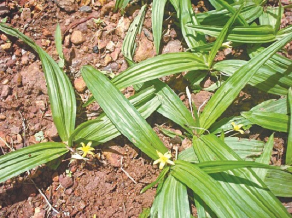 Trong thân rễ sâm cau có chứa tinh bột, chất nhầy, tanin, acid béo, beta-sitosterol, stigmasterol và các hợp chất flavonoid, các chất thuộc nhóm cycloartan, triterpenic, cycloartan glycosid là curculigosaponin (A, B, C, D), các chất Steroid có tác dụng tương tự như nội tiết tố nam testosteron.