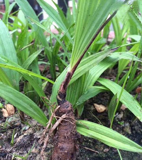 Chính vì có tác dụng tăng cường bản lĩnh phái mạnh gấp 1,5 lần so với các loại dược liệu khác nên sâm cau được ví như "Viagra tự nhiên" tốt bậc nhất cho cánh mày râu.