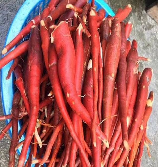 Bộ phận dùng làm thuốc của cây sâm cau là thân rễ, có tên dược liệu là tiêm mao. Phần rễ chính của cây có dạng củ, có các rễ con to bám quanh thân rễ chính, đây là bộ phận quý nhất của cây (rễ phình to dạng củ như củ sâm).