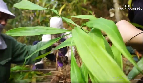 Sâm cau là loại cây thảo, sống lâu năm, cao 20-30 cm, lá hình mũi mác hẹp, xếp nếp và có gân như lá cau, to 2,5-3 cm, dài 20-40 cm, cuống lá dài khoảng 10 cm.