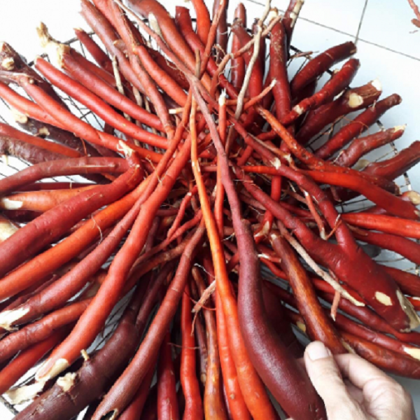 Thực tế sâm cau có đến 3 loại là sâm cau đỏ (cây dưới đây), sâm cau đen và sâm cau trắng. Sâm cau có thể thu hoạch quanh năm nhưng có tác dụng tốt nhất là vào khoảng tháng 9-12 trong năm.