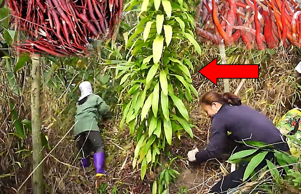 Theo thông tin từ kênh Youtube này, một nhóm người đi rừng đã phát hiện ra cây sâm cau cổ thụ có chiều cao như một người trưởng thành. Loài cây này được xem như thượng phẩm của thiên nhiên được nhiều người săn lùng.