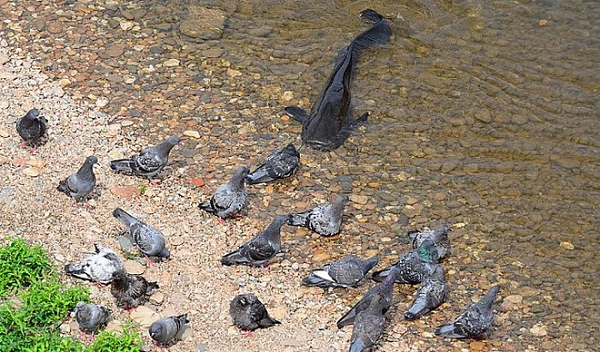 Ngay cả vịt trời hay chim bồ câu chúng cũng không tha, thậm chí vào năm 2001, một con cá trê khổng lồ ở Đức đã nhảy ra khỏi hồ chứa và nuốt chửng một con chó săn, do đó loài cá da trơn này còn được gọi là "Kuno the Killer".