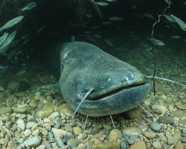 Cá trê khổng lồ Châu Âu có khả năng sinh sản siêu việt, cá cái có thể đẻ tới 30.000 trứng trên một kg trọng lượng cơ thể, vào mùa sinh sản - mùa hè, những con cá cái có thể đẻ 700.000 trứng.