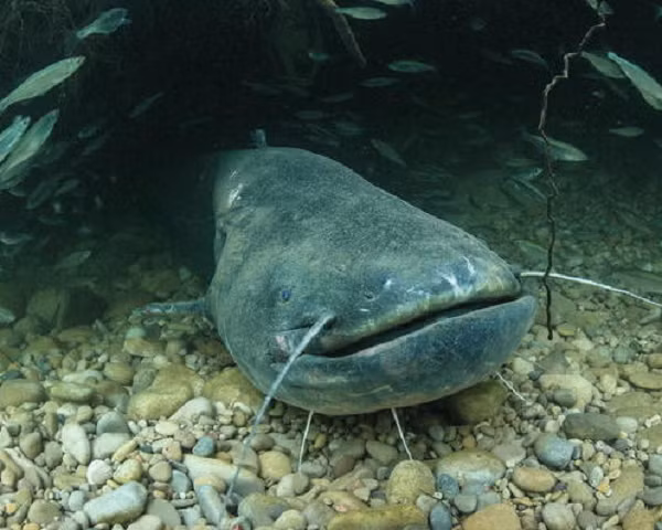 Cá trê khổng lồ Châu Âu có khả năng sinh sản siêu việt, cá cái có thể đẻ tới 30.000 trứng trên một kg trọng lượng cơ thể, vào mùa sinh sản - mùa hè, những con cá cái có thể đẻ 700.000 trứng.