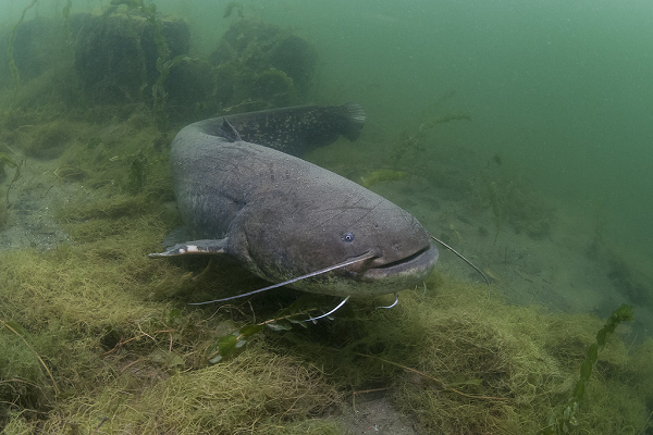 Những loài như tôm hùm nước ngọt và cá chép, đến ăn trộm trứng, chúng sẽ tấn công và đánh đuổi chúng đi. Ngay cả con người, chúng cũng không sợ, khi con người lại gần chúng vẫn sẽ tấn công.