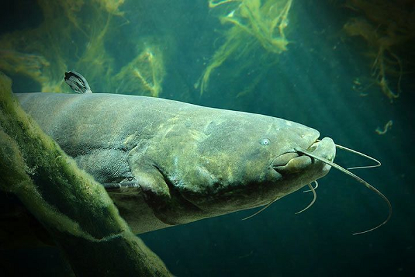 Chúng đã xâm lấn và tấn công các con sông và hồ ở Tây và Nam Âu tại ít nhất 10 quốc gia bao gồm Pháp, Ý, Tây Ban Nha và Vương quốc Anh, dẫn đến sự giảm sút lớn các loài cá địa phương, đặc biệt là các loài cá di cư có giá trị thương mại quan trọng như cá trích và cá hồi Đại Tây Dương.