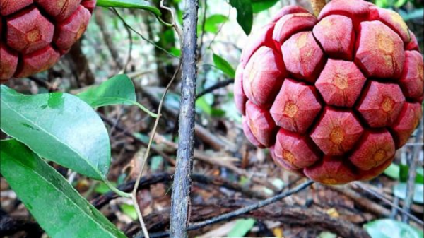 Vì vậy Na rừng còn được gọi là "thần dược phòng the". Tại Việt Nam chưa có tài liệu nào nghiên cứu về cây Na rừng. Tuy nhiên, ở Trung Quốc đã nghiên cứu và viết thành sách hướng dân cách dùng loại cây này.