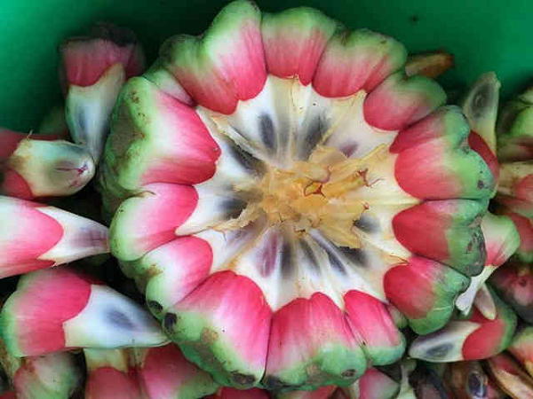 Cây mọc rải rác trong các rừng kín, rừng tái sinh ở độ cao từ 200-1000m. Phân bố ở các vùng Quảng Ninh, Lạng Sơn, Lào Cai (Sapa), Vĩnh Phúc (Tam Đảo), Hoà Bình, Hà Nội (Ba Vì), Quảng Trị (Đông Trị), Thừa Thiên Huế, Quảng Nam, Kon Tum, Lâm Đồng (Di Linh, Braian, Bảo Lộc).