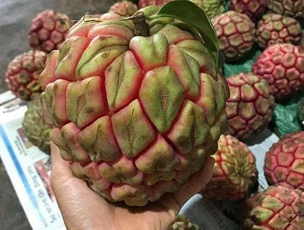 Cây Na rừng có rất nhiều tác dụng trong việc bồi bổ cơ thể và chữa bệnh. Rễ cây, thân cây và quả của cây Na rừng đều có tác dụng chữa bệnh.