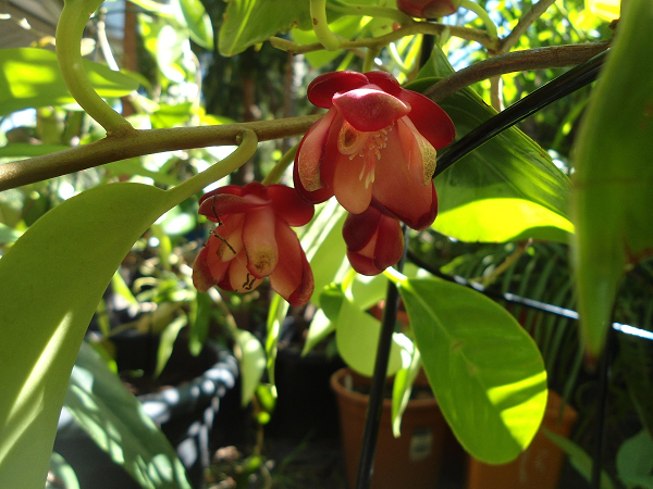 Loại quả lạ và hiếm này được nhiều người săn lùng đến mức báo động về để làm thuốc nên có giá trị rất cao, nhiều quả to có giá lên đến vài triệu đồng mỗi quả (trung bình một quả na rừng nặng từ 3 – 4kg).