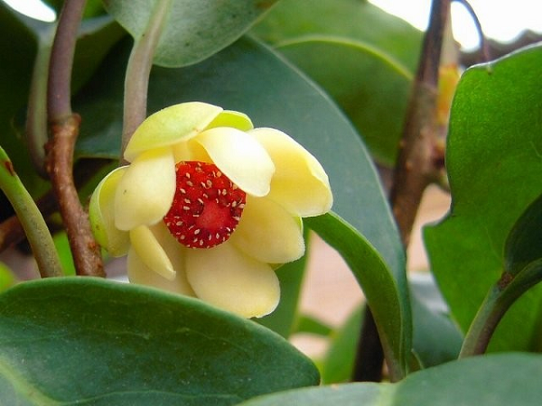 Rễ cây thu hái quanh năm, rửa sạch, thái phiến, phơi khô dùng dần. Liều dùng, sắc 15-30g rễ khô lấy nước uống. 