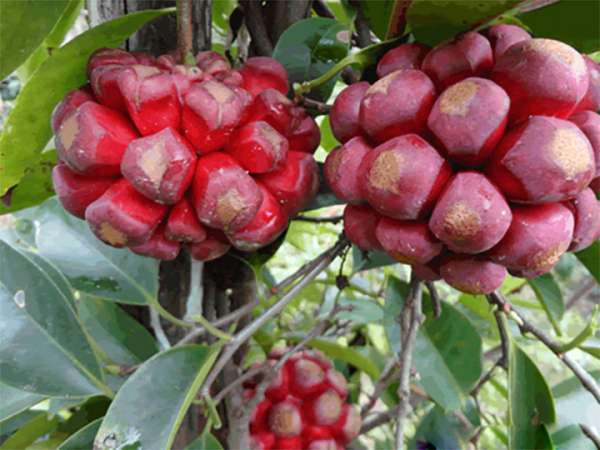 Dân gian cũng thường dùng vỏ thân, vỏ rễ làm thuốc bổ, kích thích tiêu hoá, giảm đau. Ngày dùng 8-16 g sắc hoặc ngâm rượu uống.