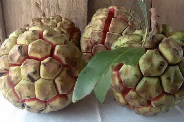 Quả Na rừng khi chín rất thơm và sóc rất hay tìm để ăn. Đây cũng là một trong 3 vị thuốc trong bài thuốc "Tứn khửn", bài thuốc chữa yếu sinh lý nổi tiếng của đồng bào dân tộc Sơn La.