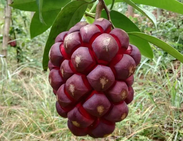 Chiết xuất từ rễ tên là 3-methoxy-4-hydroxy-3 ', lignans 4'-methylenedioxy, qua thí nghiệm dược lý cho thấy cho khả năng chống viêm và tác dụng an thần nhất định.