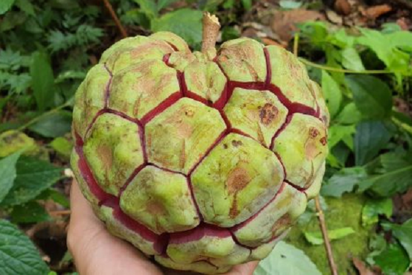 Na rừng có tên khoa học là: Kadsura Coccinea. Đây là loại cây thân leo, lá hình bầu dục thường mọc trong rừng sâu và có độ phủ tán trên 40%, ở độ cao từ 150 – 1200m so với mặt nước biển.