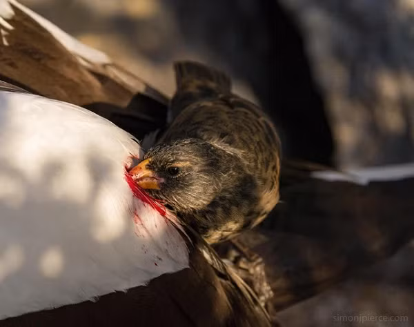 Đảo Darwin và Wolf nằm tách biệt so với những đảo khác trong quần đảo. Điều kiện đặc biệt khắc nghiệt và thức ăn khán hiếm, thậm chí có thể biến mất vào mùa khô.