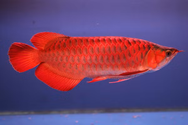  Cá Rồng có tên khoa học là Arowana - loài cá bản địa tại Đông Nam Á. Cái tên Rồng xuất phát từ dáng bơi của loài cá này, mô phỏng lại dáng rồng bay trong truyền thuyết của châu Á.