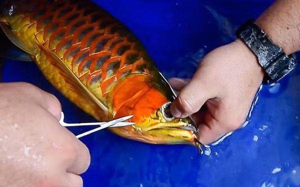 Thậm chí vì giá trị quá lớn của cá Rồng, người ta còn có hẳn một thị trường... phẫu thuật thẩm mỹ dành cho chúng. Các chủ nuôi có thể chi thêm vài triệu đồng để cắt mắt, nâng mũi cho chúng và thỏa mãn thú vui chơi cá của mình.