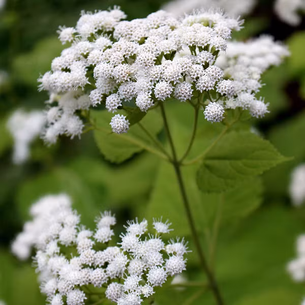 Cây White Snakeroot chứa chất tremetol - một loại ancol không bão hòa, công thức hóa học C16H22O3 - có thể gây ngộ độc nghiêm trọng ở người và gia súc.