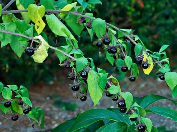 Cây Belladonna chứa các chất ancaloit độc hại. Ăn khoảng 2-5 quả cây này là gây chết người, hoặc đơn giản là ăn một lá. Nó gây ra một loạt các triệu chứng kỳ quái, nhưng nguy hiểm nhất là sự gián đoạn hơi thở, nhịp tim, đổ mồ hôi.