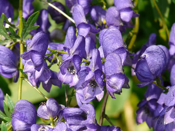 Cây phụ tử (Aconitum napellus) chứa độc tố aconitine gây nguy hiểm cho những ai ăn phải thậm chí là chạm vào nó. Ai bị ngộ độc thường có triệu trứng tiết nhiều nước bọt, nôn mửa, tiêu chảy, cảm giác ngứa ran trong da, huyết áp và tim bất thường, hôn mê và đôi khi tử vong.